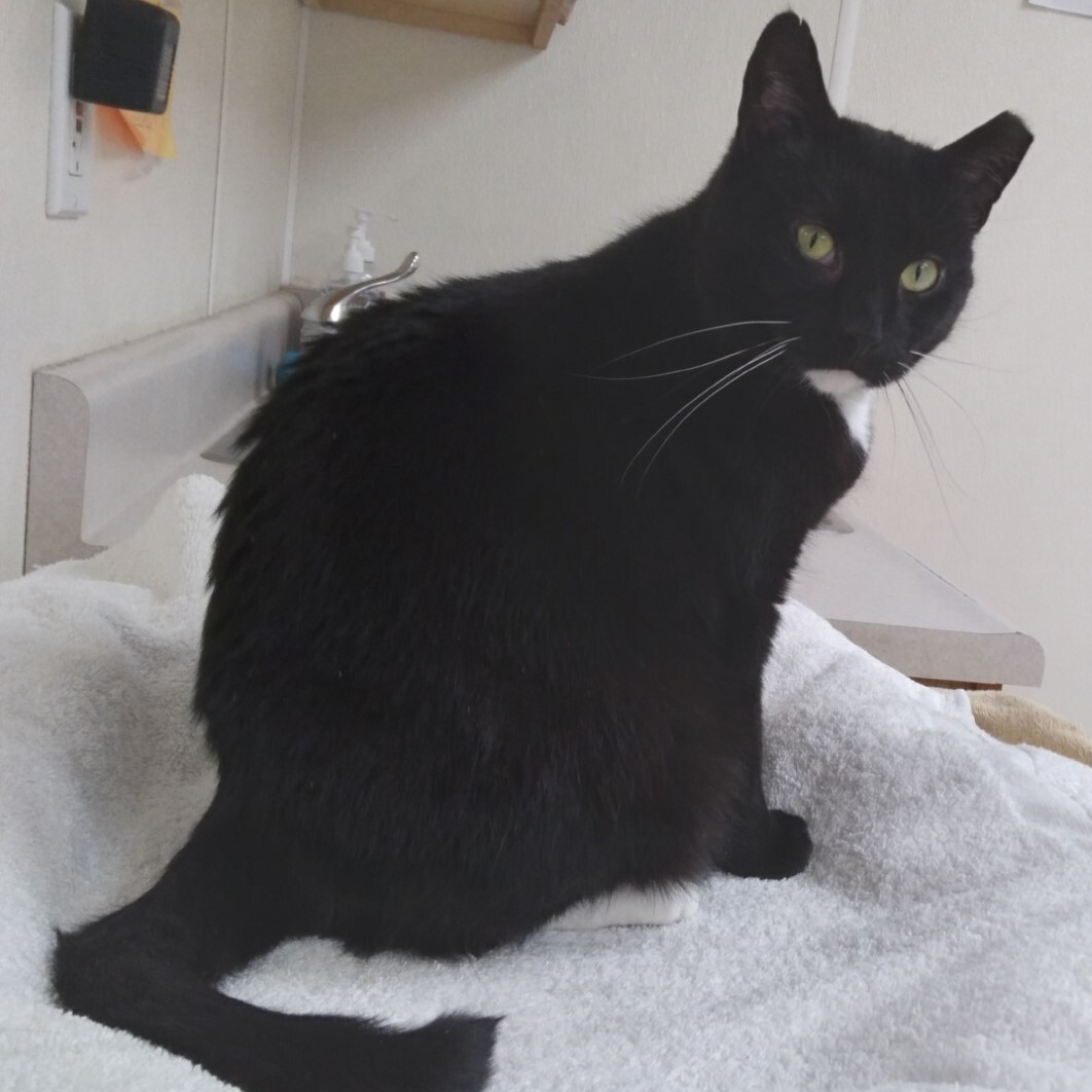 Misti, Adoptable, Adult Female Domestic Short Hair.