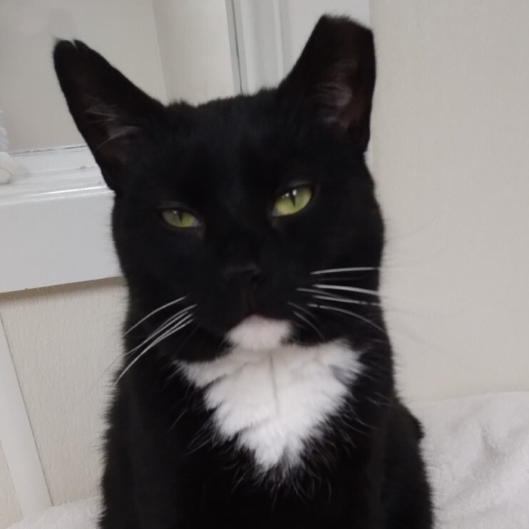 Enlarge Misti, a Adoptable Domestic Short Hair in Dillsburg, PA image 6/6