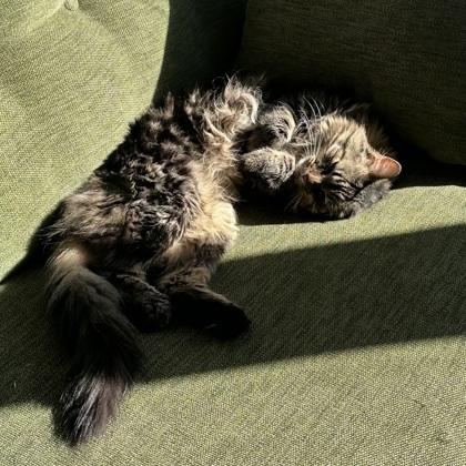 Jellybean, Adoptable, Adult Female Domestic Long Hair & Domestic Short Hair.