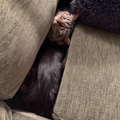 Enlarge Jellybean, a Adoptable mixed breed in Merriam, KS image 2/3