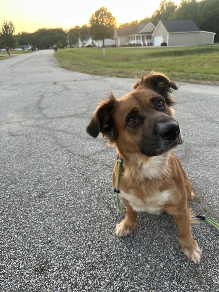 Moochie, a Adoptable mixed breed in Willingboro, NJ image 1/6