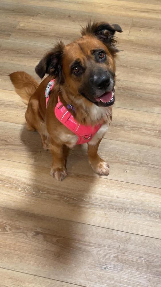 Moochie, a Adoptable mixed breed in Willingboro, NJ image 3/6