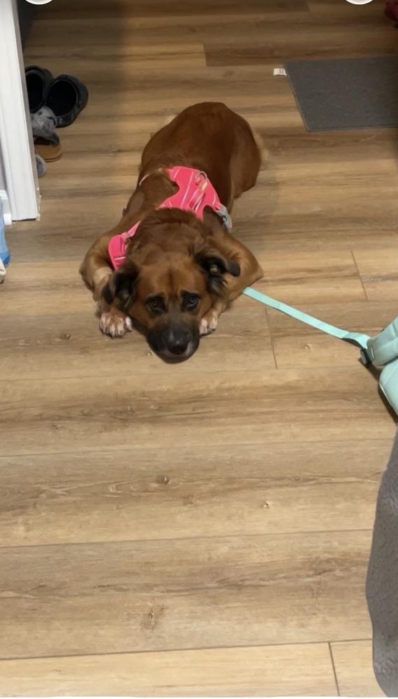 Enlarge Moochie, a Adoptable mixed breed in Willingboro, NJ image 1/6