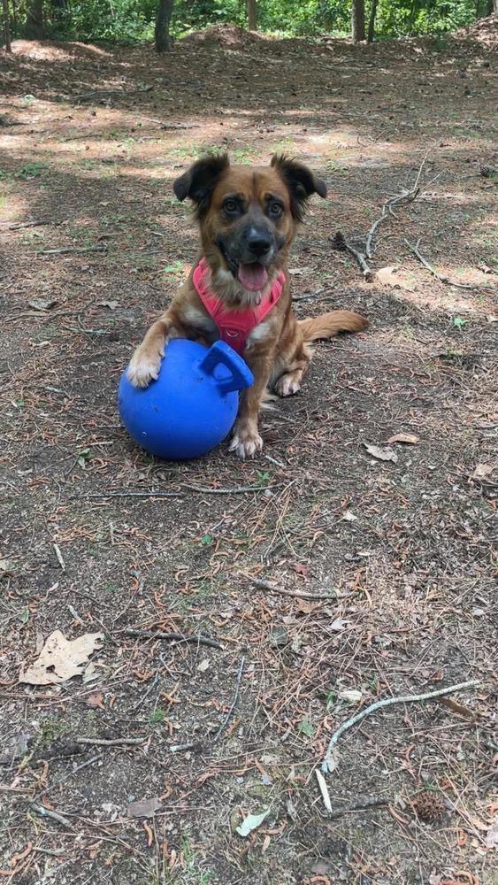 Moochie, a Adoptable mixed breed in Willingboro, NJ image 4/6