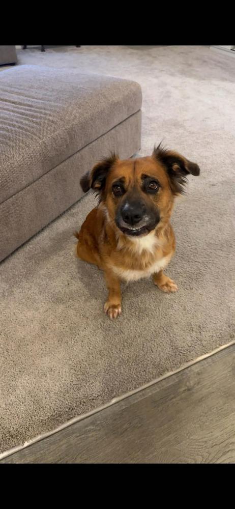 Enlarge Moochie, a Adoptable mixed breed in Willingboro, NJ image 2/6