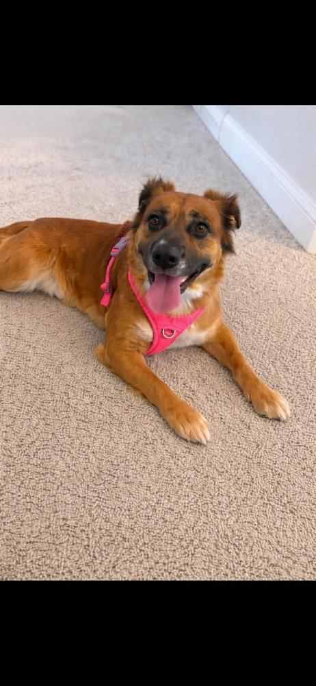 Enlarge Moochie, a Adoptable mixed breed in Willingboro, NJ image 3/6