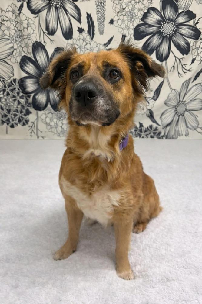 Enlarge Moochie, a Adoptable mixed breed in Willingboro, NJ image 4/6