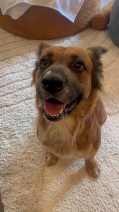 Enlarge Moochie, a Adoptable mixed breed in Willingboro, NJ video 5/6