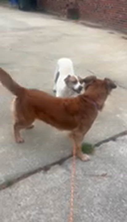 Enlarge Moochie, a Adoptable mixed breed in Willingboro, NJ video 6/6