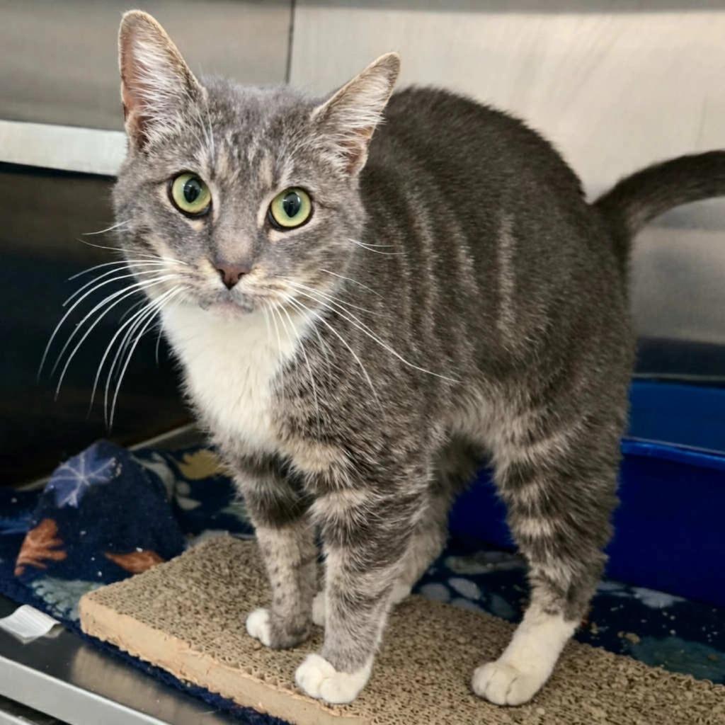 Meg, Adoptable, Adult Female Domestic Short Hair.