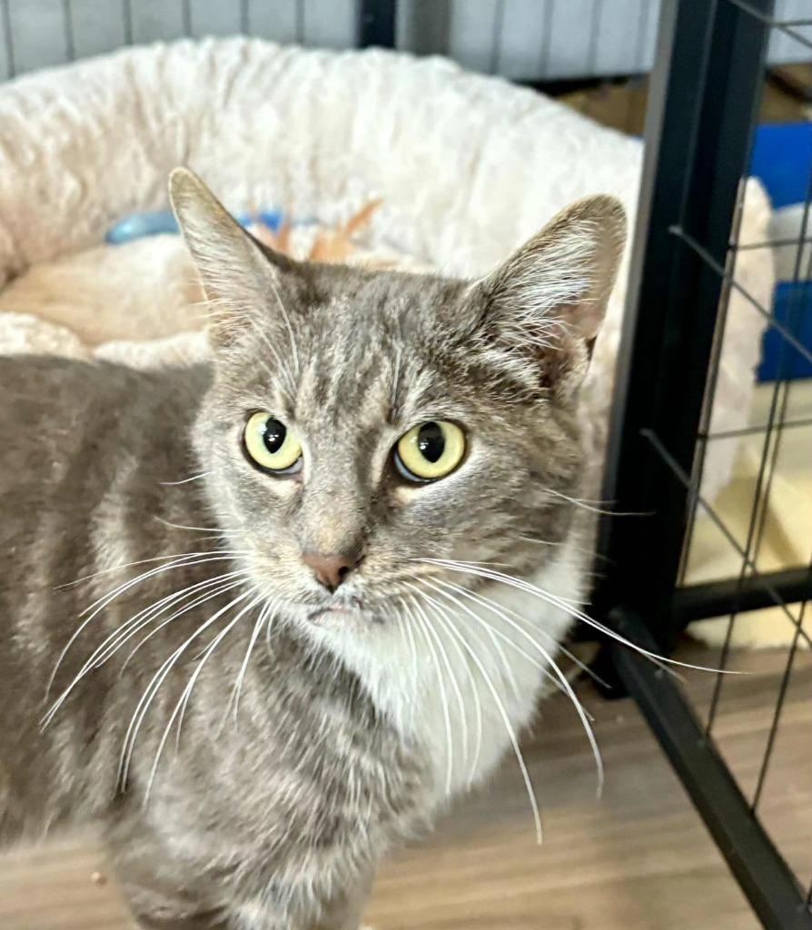 Enlarge Meg, a Adoptable mixed breed in New Kensington, PA image 2/6