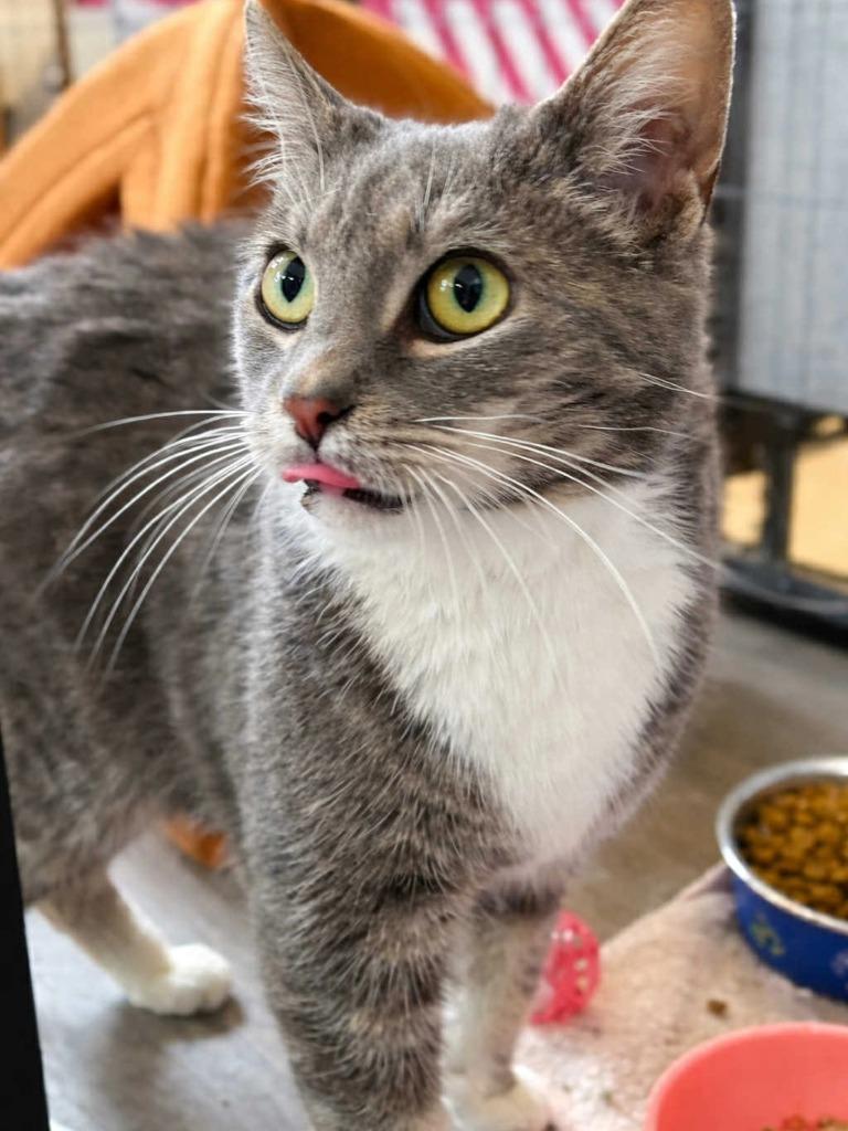 Enlarge Meg, a Adoptable mixed breed in New Kensington, PA image 6/6