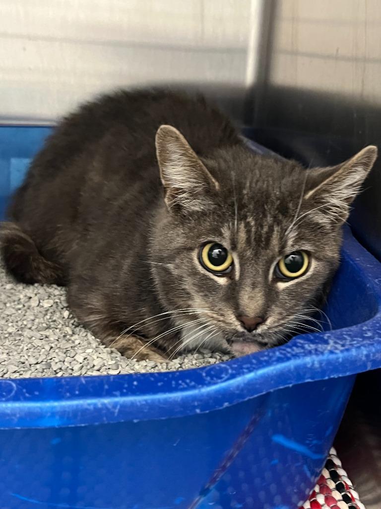 Enlarge Meg, a Adoptable mixed breed in New Kensington, PA image 1/1