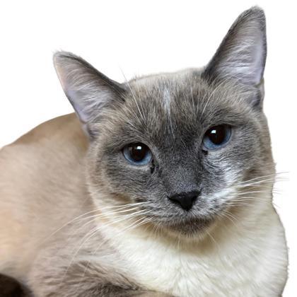 Enlarge Kathani, a Adoptable mixed breed in Reno, NV image 1/1