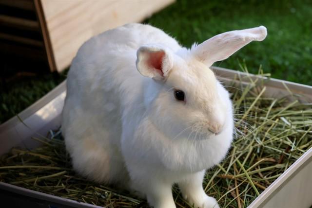 LOLLY, Adoptable, Baby Female New Zealand.