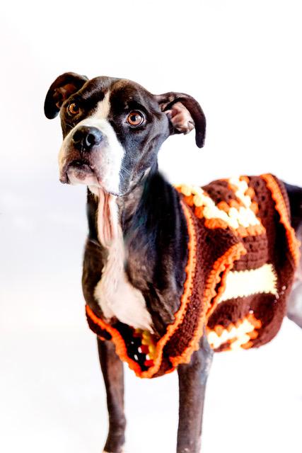 Gregory, Adoptable, Adult Male Boxer.