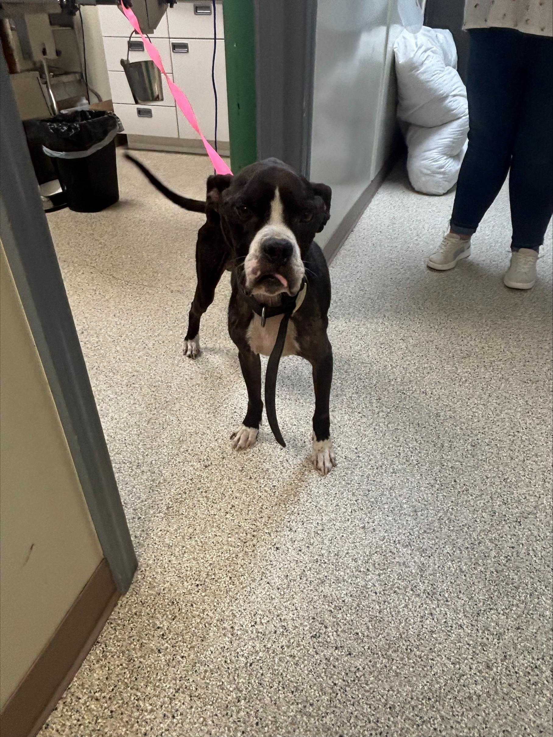 Gregory, Adoptable, Adult Male Boxer.