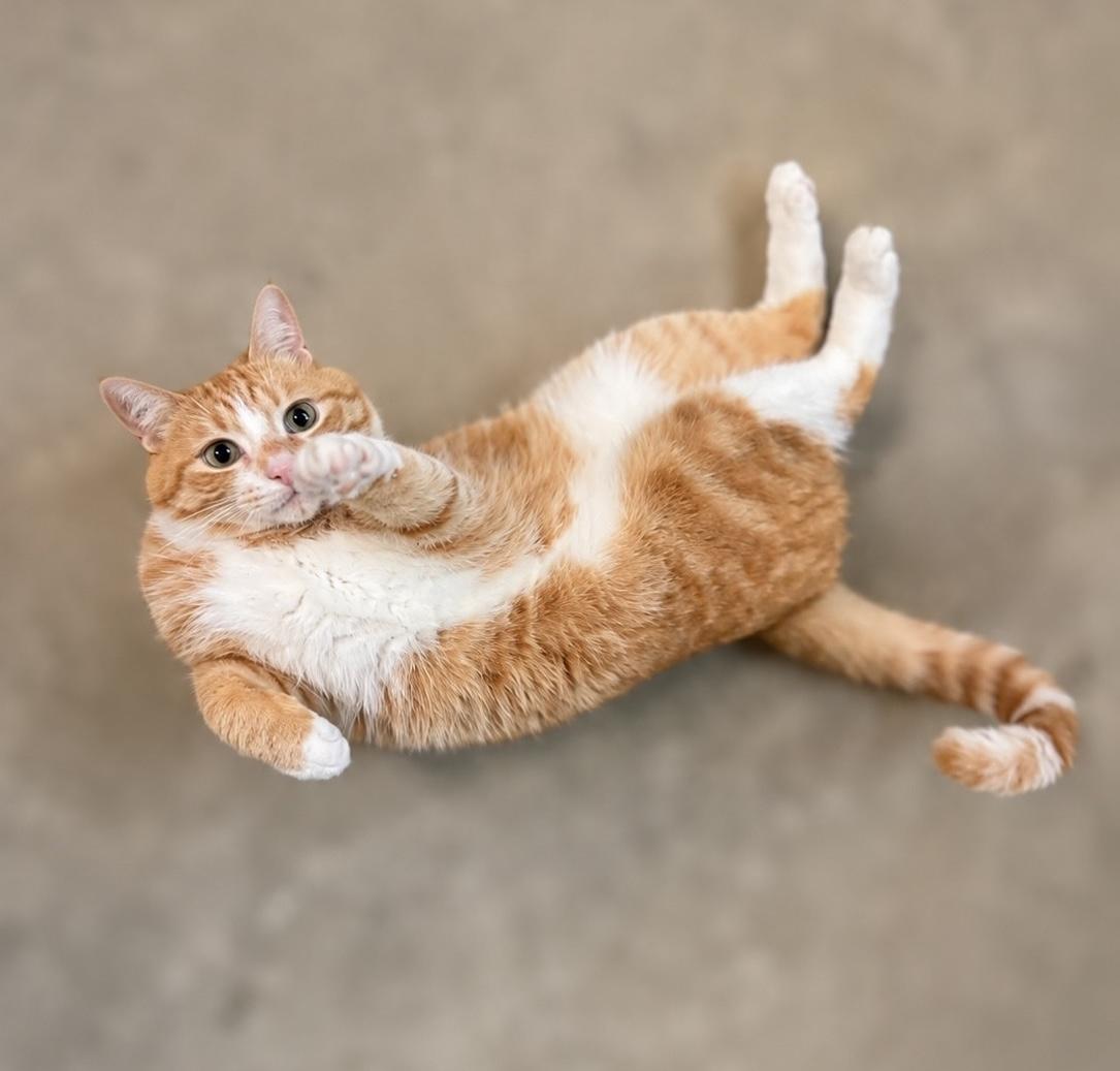 ORZO, a ADOPTABLE mixed breed in Churchville, PA image 1/5