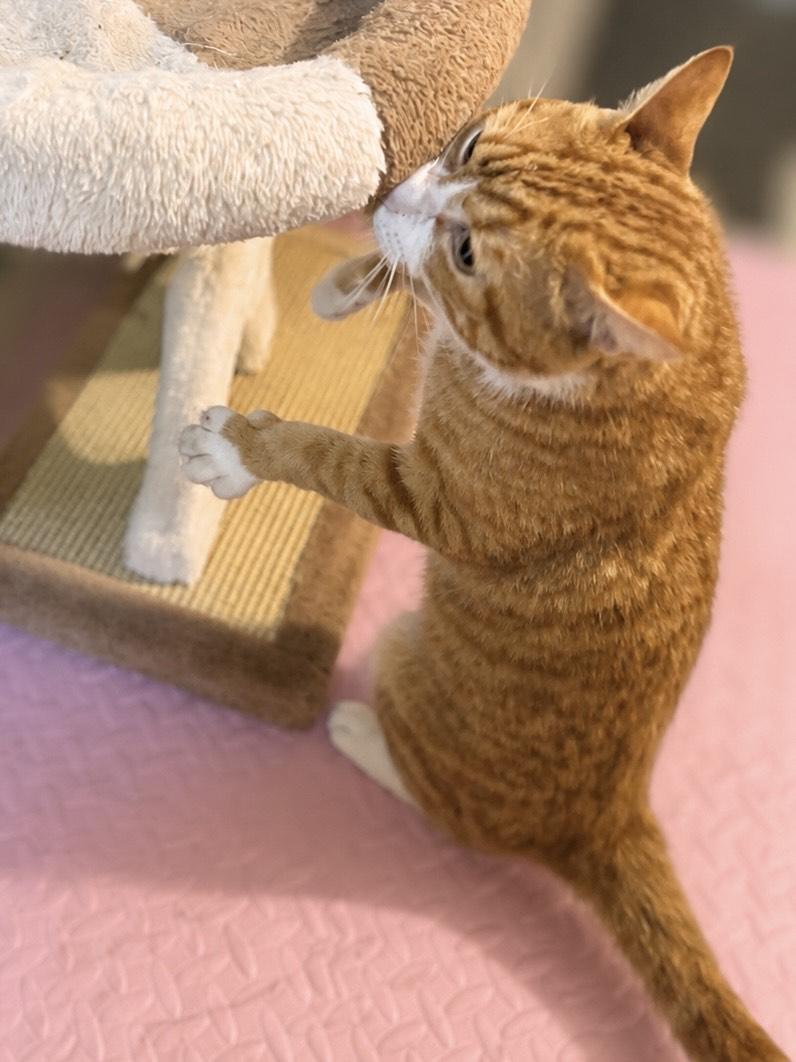 ORZO, a ADOPTABLE mixed breed in Churchville, PA image 2/5