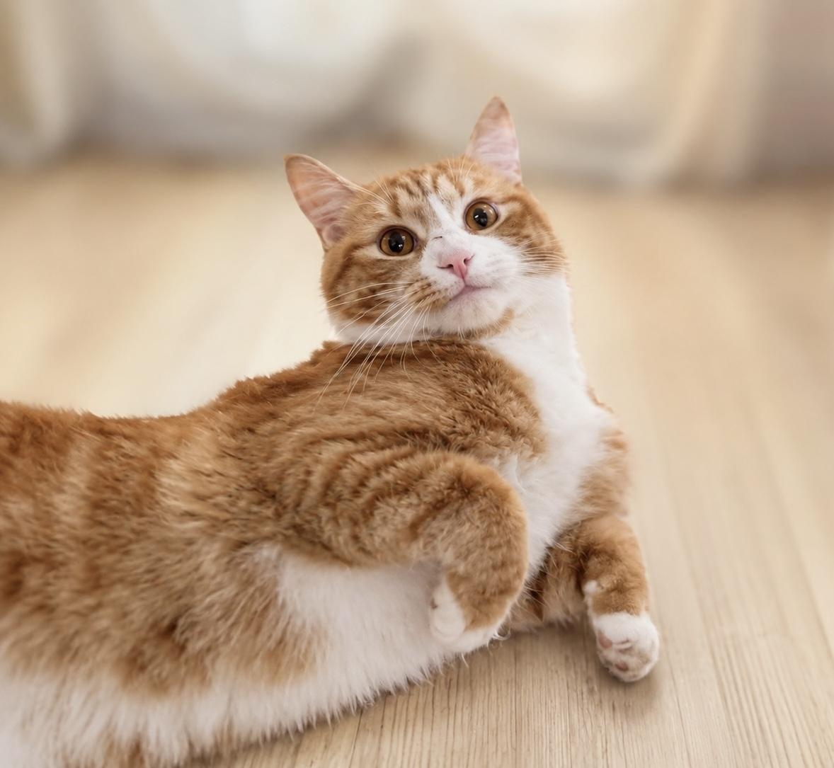ORZO, a ADOPTABLE mixed breed in Churchville, PA image 3/5