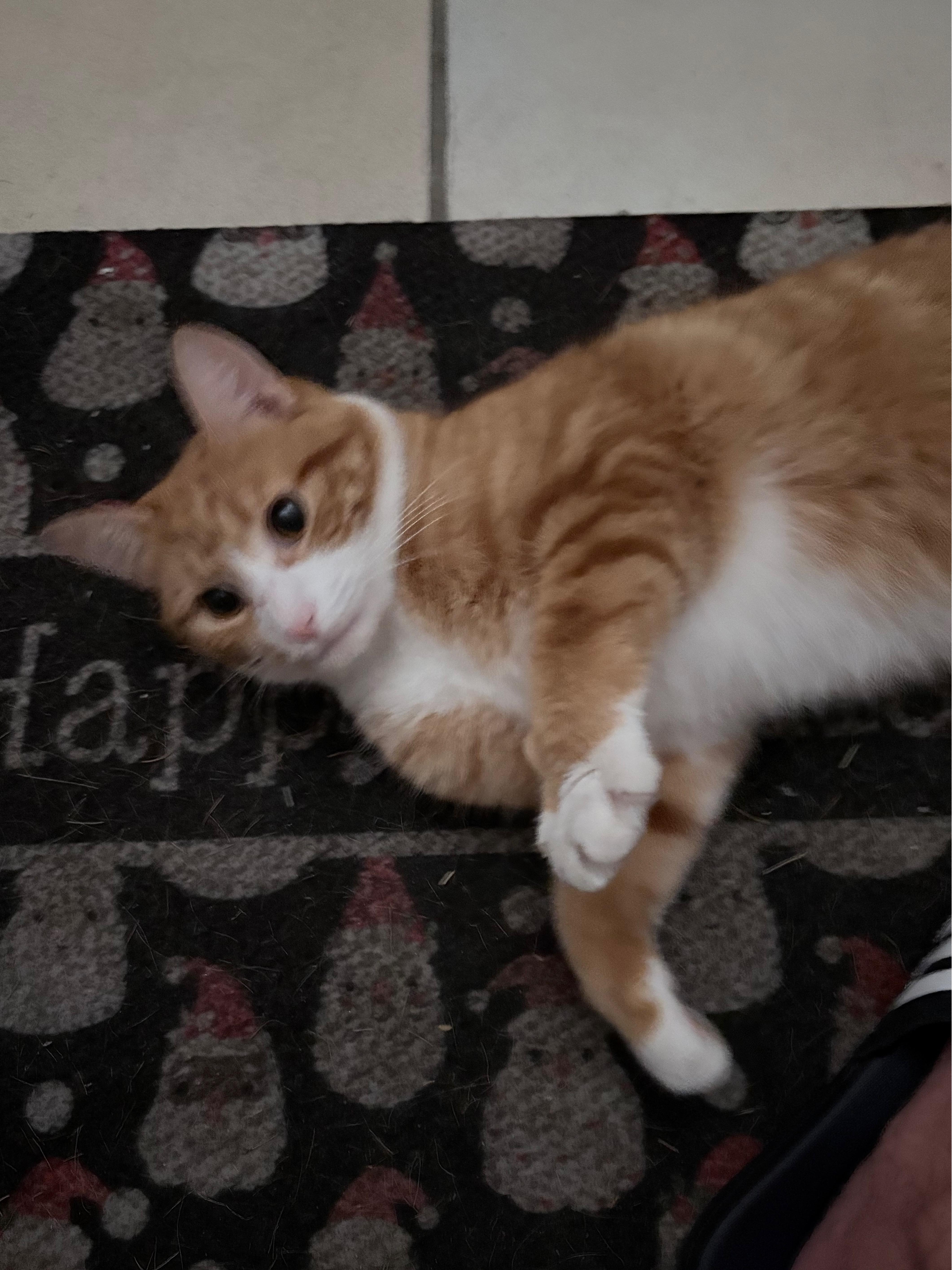ORZO, a ADOPTABLE mixed breed in Churchville, PA image 5/5