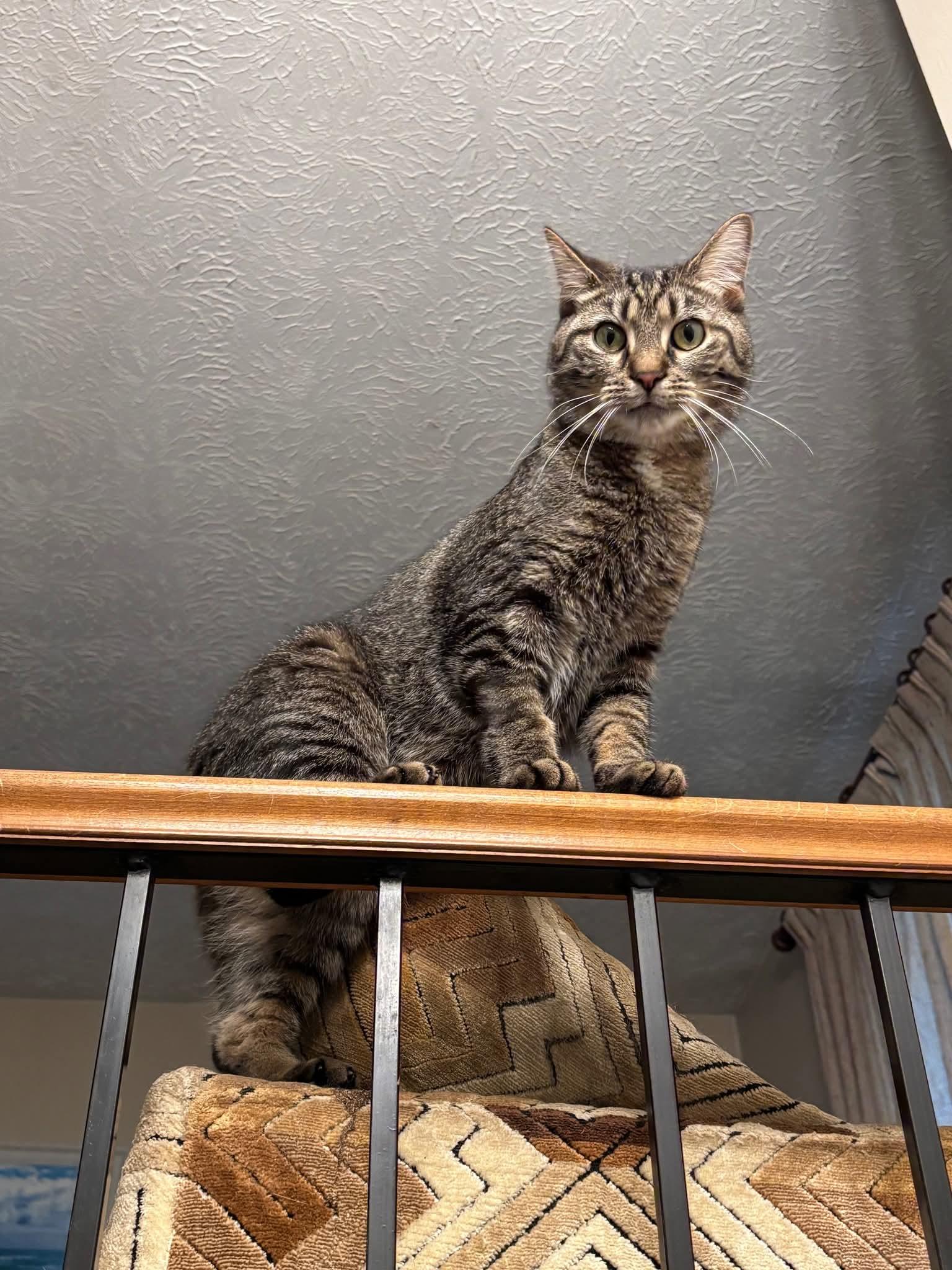 Enlarge Dallas, a Adoptable Domestic Short Hair in Carnegie, PA image 4/5