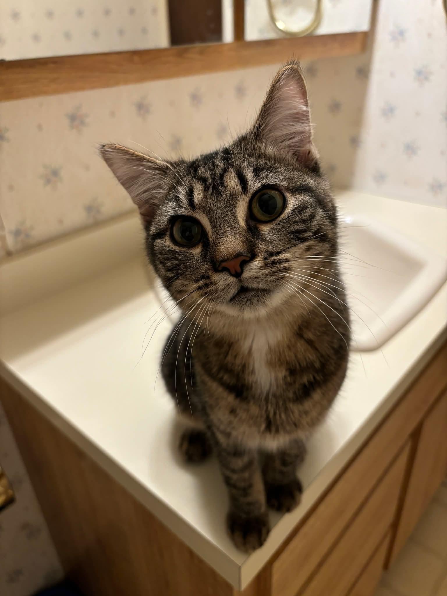 Dallas, Adoptable, Kitten Male Domestic Short Hair.