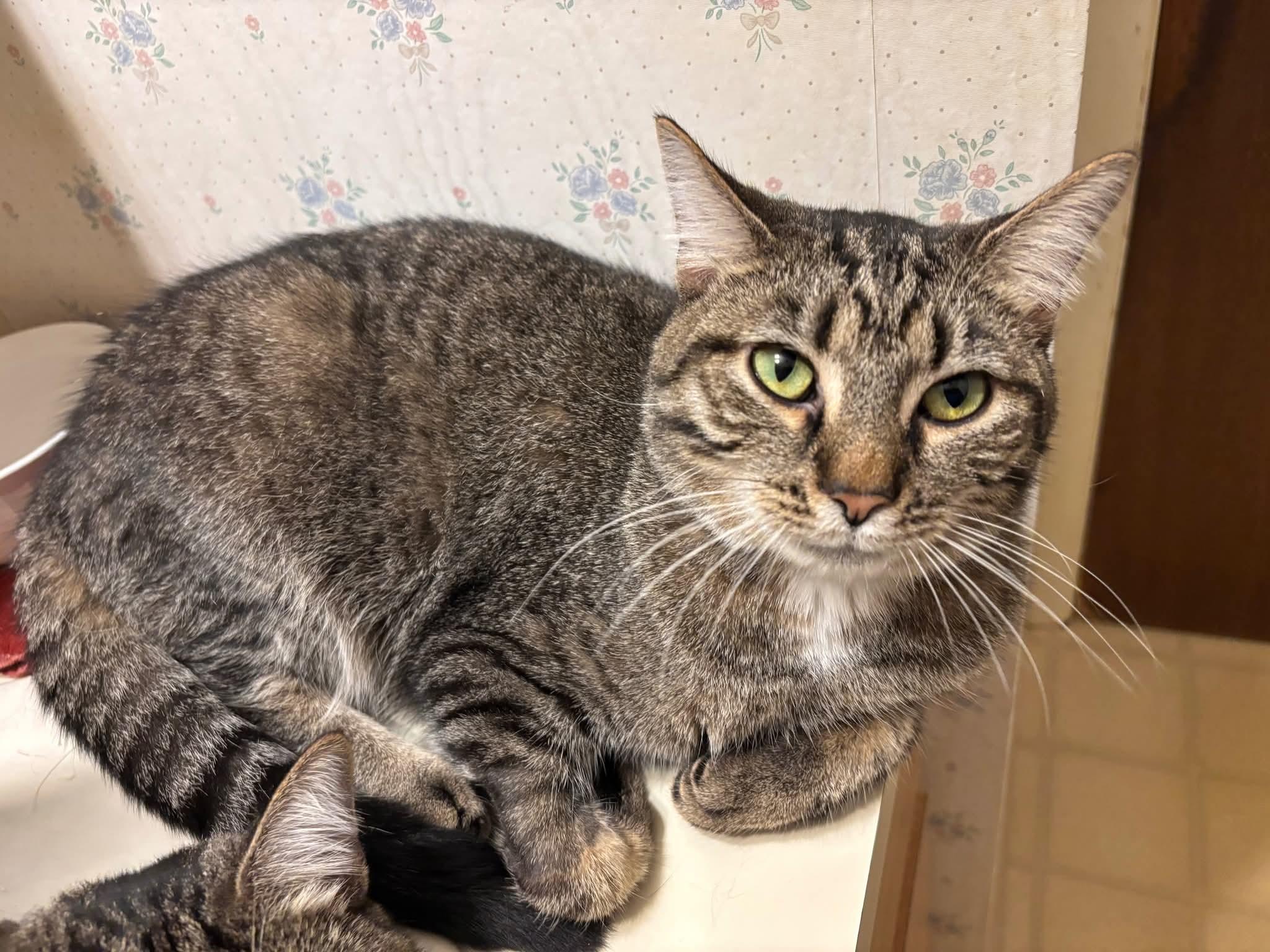Enlarge Dallas, a Adoptable Domestic Short Hair in Carnegie, PA image 2/5