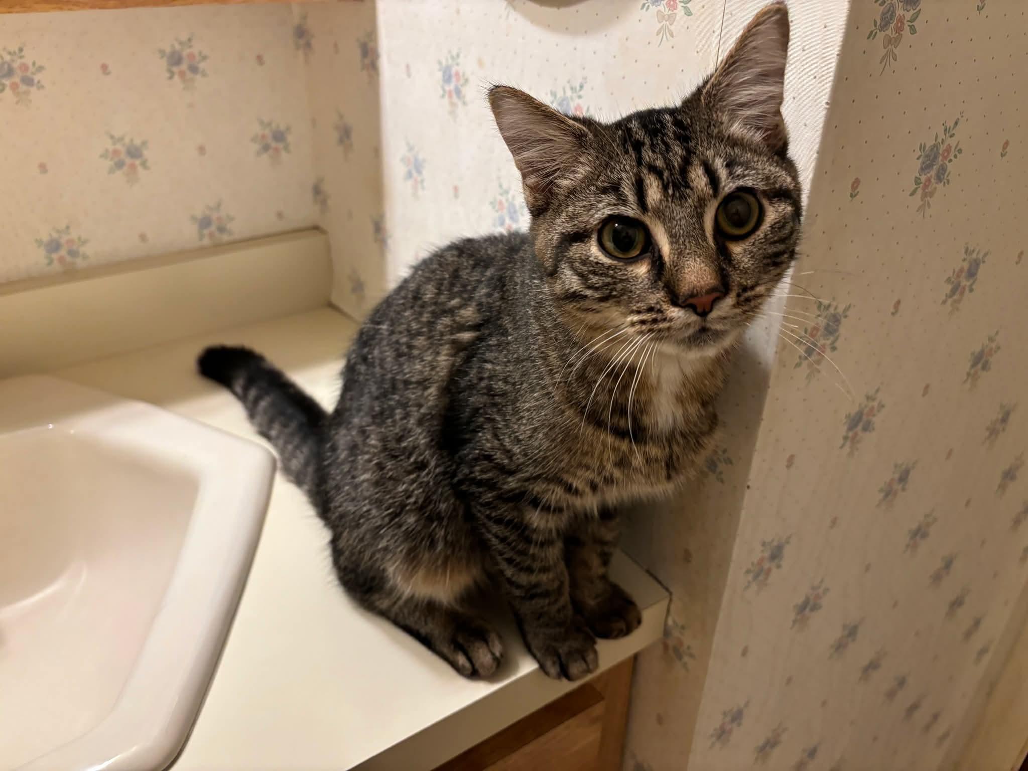 Dallas, Adoptable, Kitten Male Domestic Short Hair.