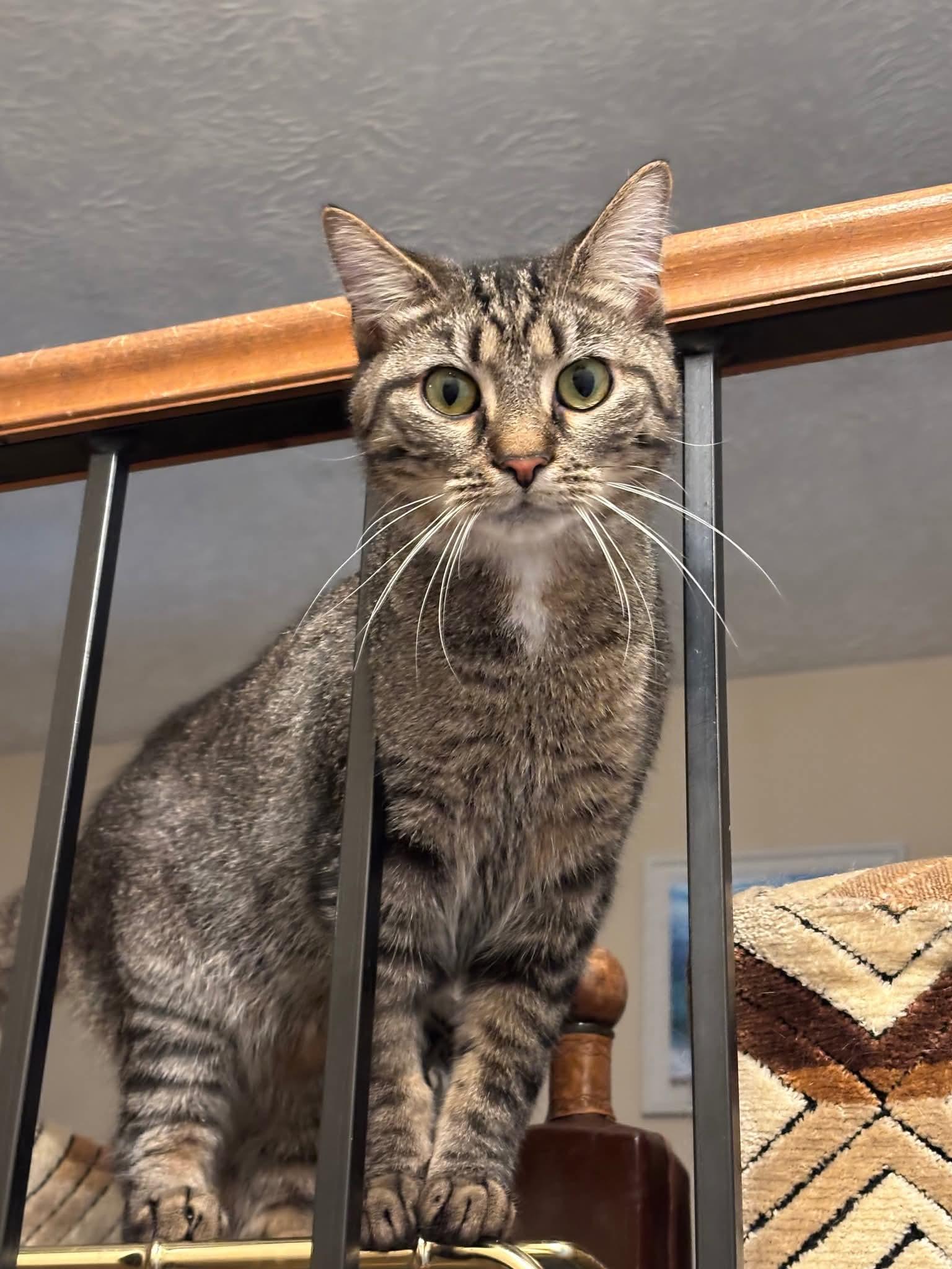 Dallas, Adoptable, Kitten Male Domestic Short Hair.