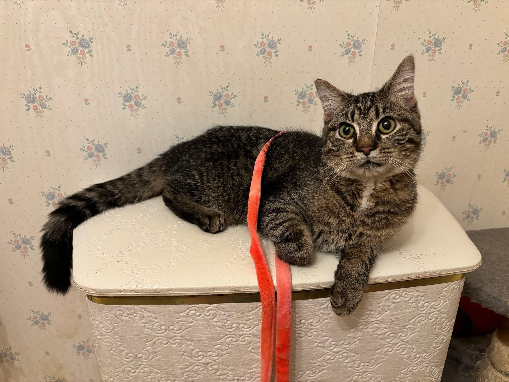 Enlarge Dallas, a Adoptable Domestic Short Hair in Carnegie, PA image 5/6