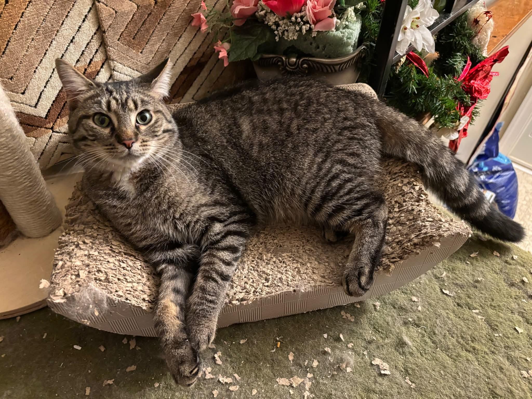 Enlarge Dallas, a Adoptable Domestic Short Hair in Carnegie, PA image 3/5