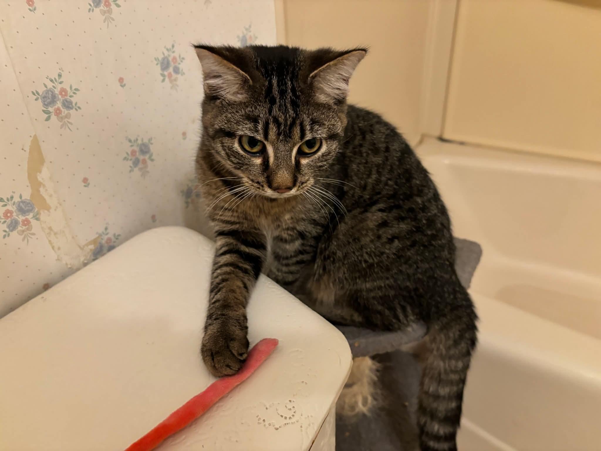 Enlarge Dallas, a Adoptable Domestic Short Hair in Carnegie, PA image 6/6