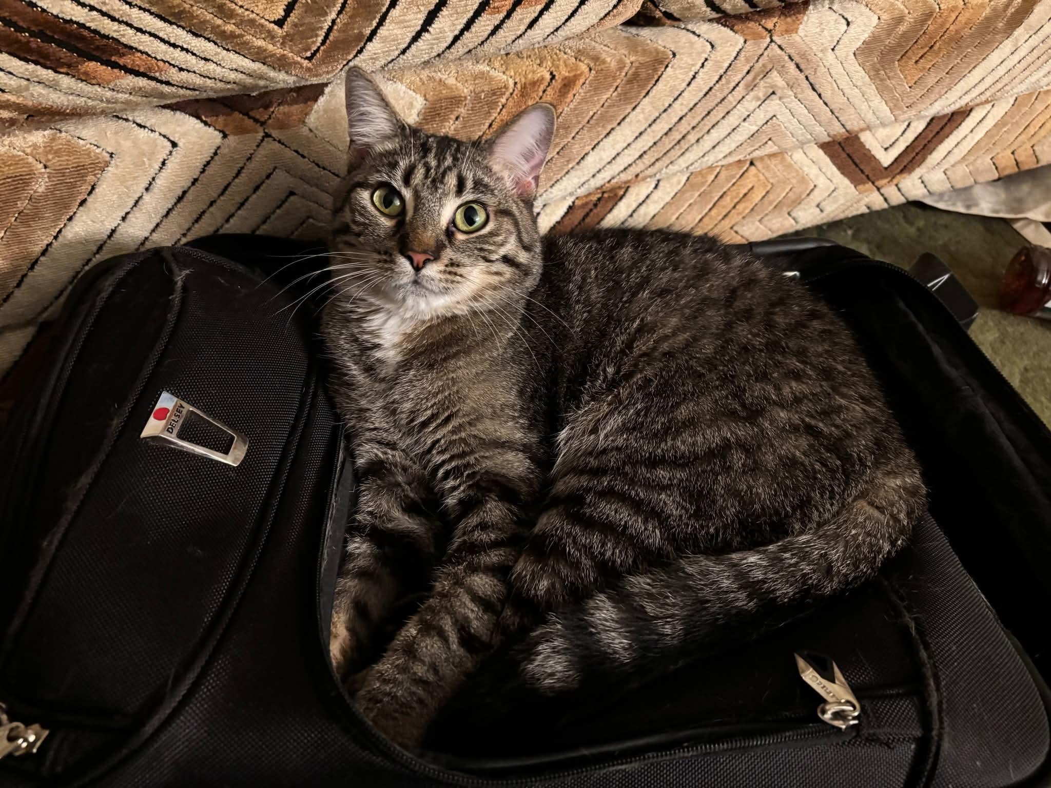 Enlarge Dallas, a Adoptable Domestic Short Hair in Carnegie, PA image 5/5
