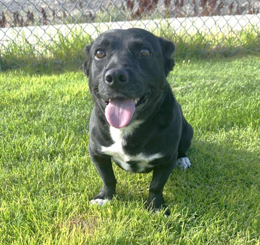 61031434 / Donovan, adopted, Adult Male Corgi & Border Collie.