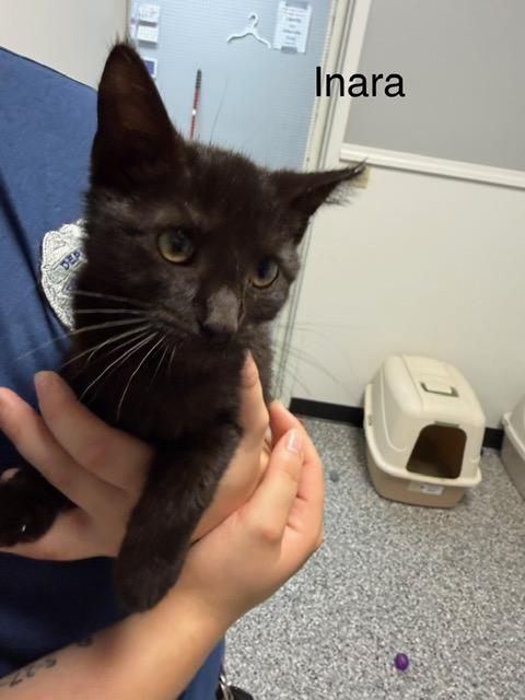 Inara, ADOPTABLE, Kitten Female Domestic Short Hair.