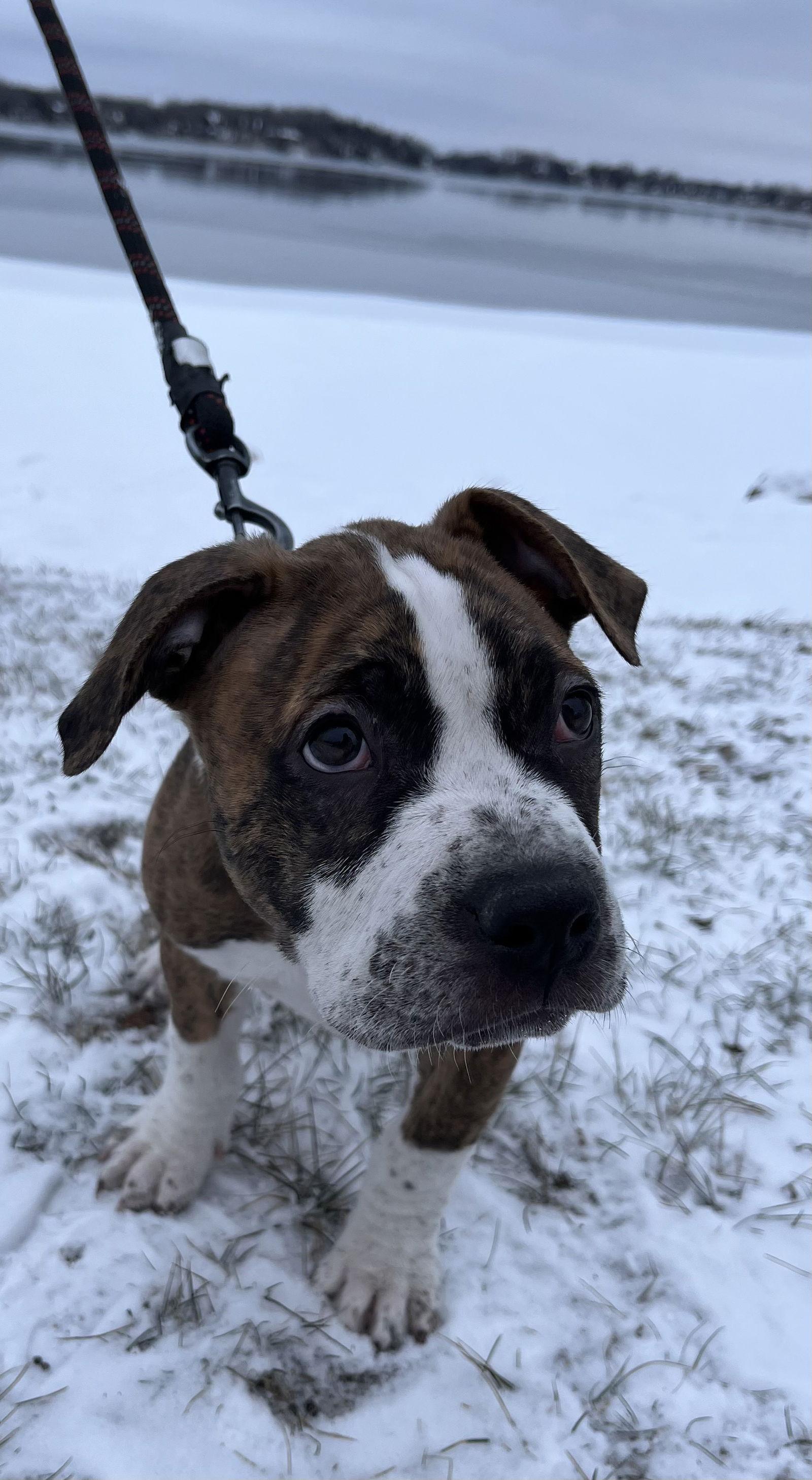 Enlarge Zeus, a Adopted Pit Bull Terrier in Saint Paul, MN image 1/3