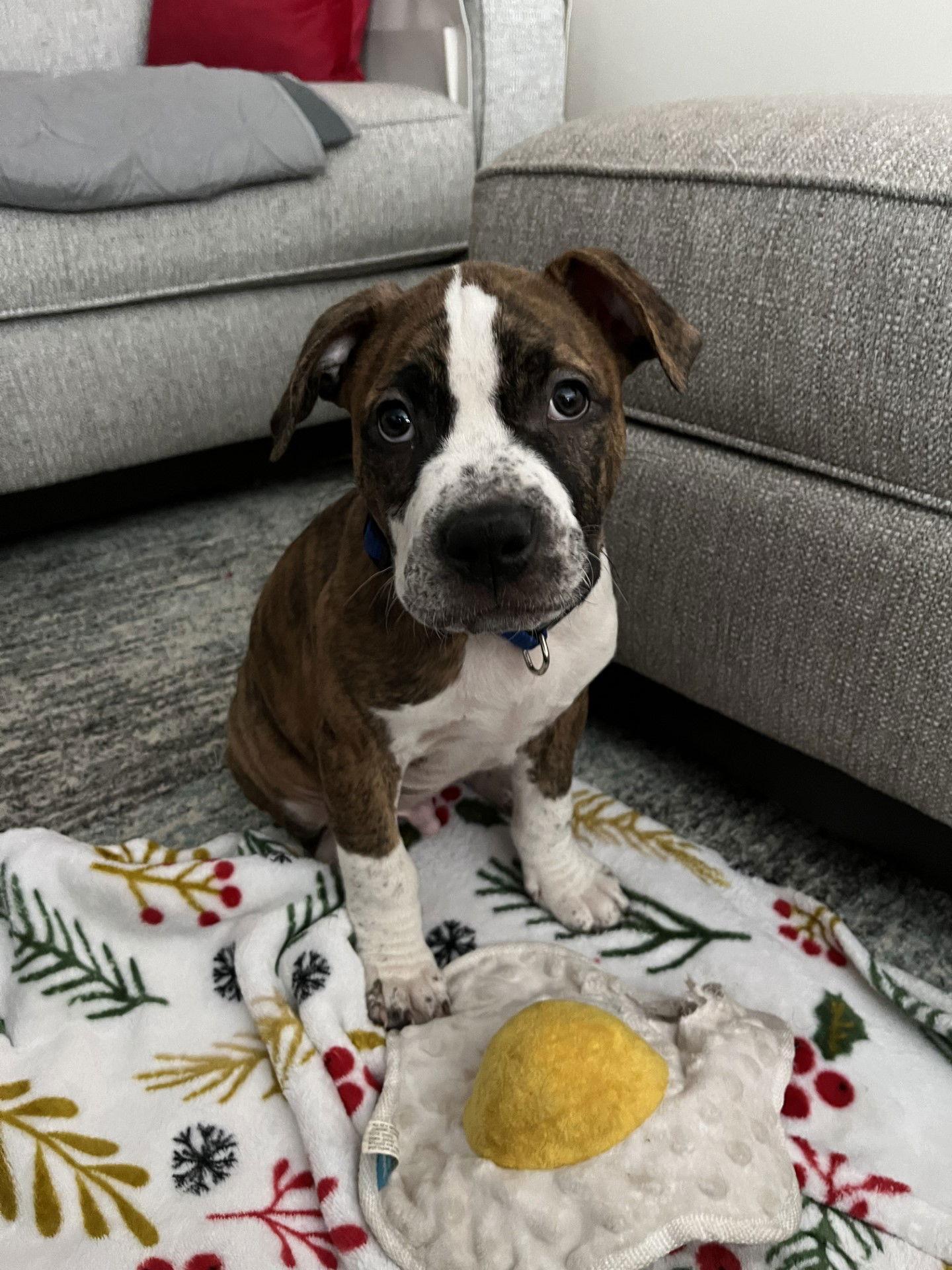 Enlarge Zeus, a Adopted Pit Bull Terrier in Saint Paul, MN image 2/3