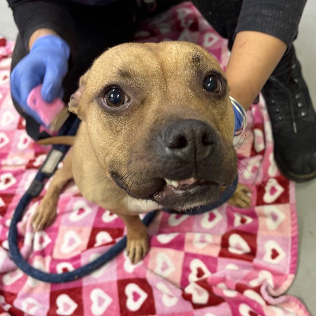 Enlarge Krimpet, a ADOPTABLE mixed breed in Medford, NJ image 3/3