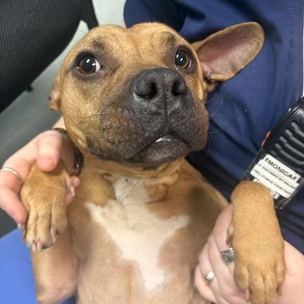 Enlarge Krimpet, a ADOPTABLE mixed breed in Medford, NJ image 1/3