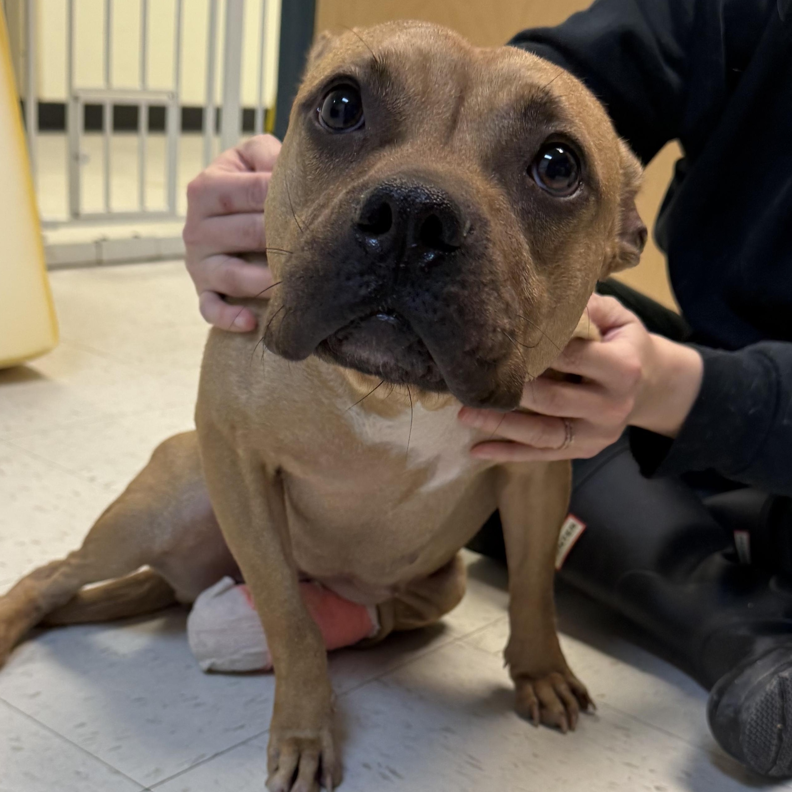 Enlarge Krimpet, a ADOPTABLE mixed breed in Medford, NJ image 2/3