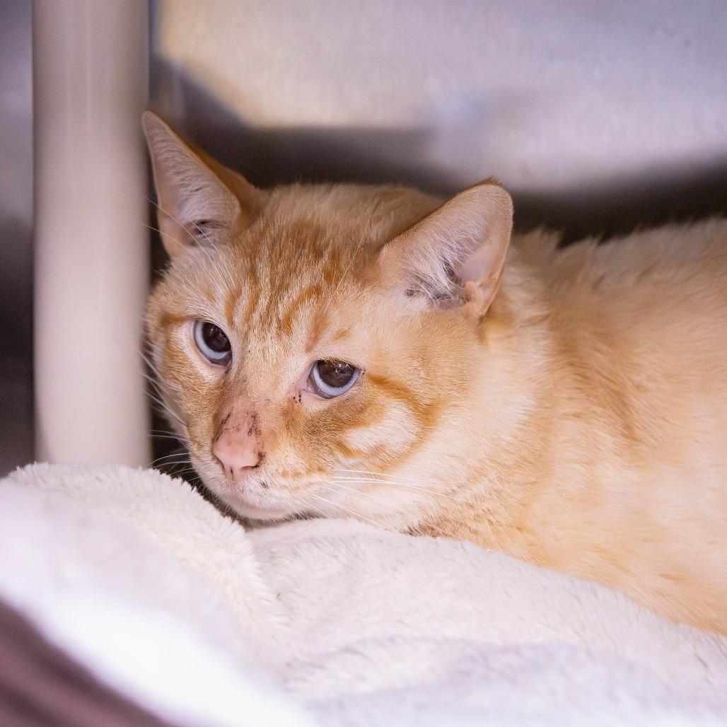 Philosophy, Adoptable, Adult Male Domestic Short Hair.
