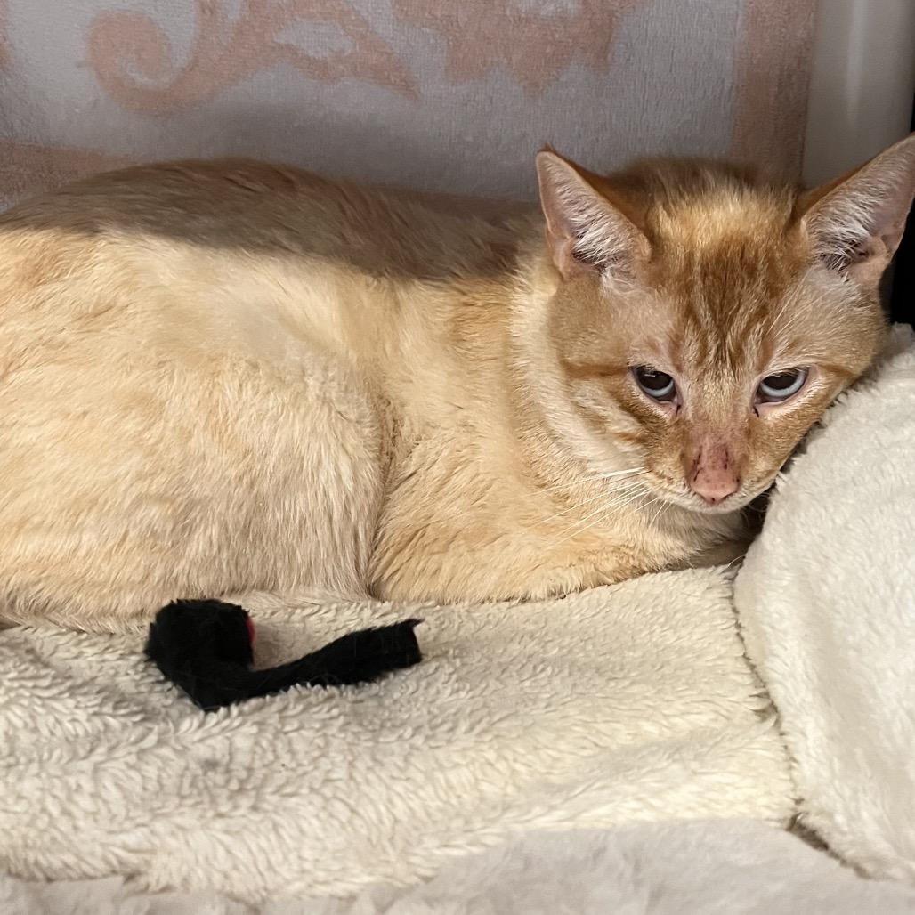 Philosophy, a Adoptable Domestic Short Hair in Mentor, OH image 2/2