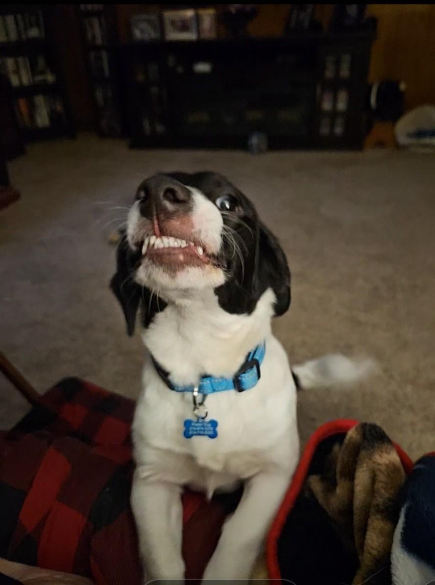 Enlarge Smiley, a ADOPTABLE mixed breed in Garland, TX image 3/3