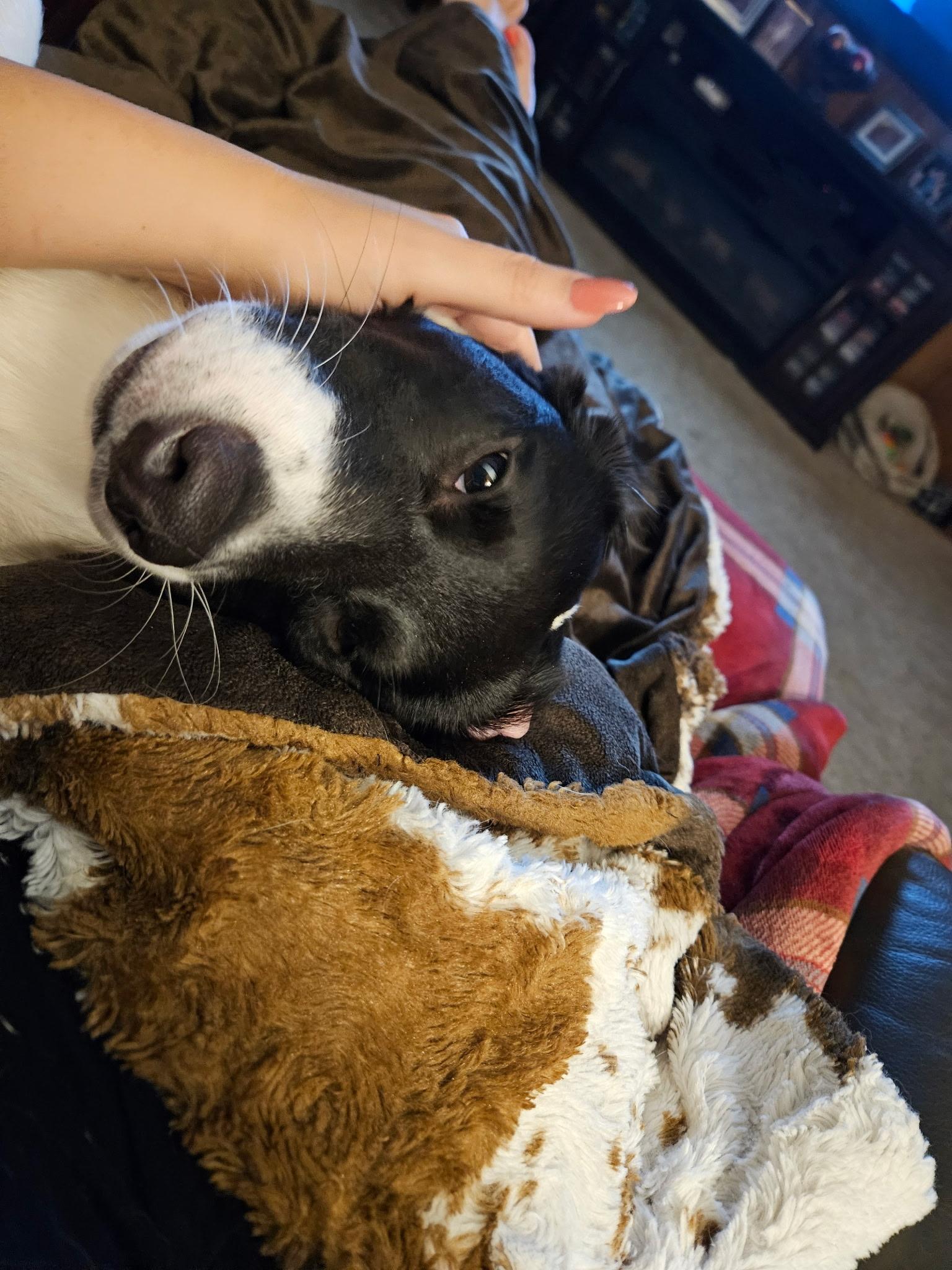 Enlarge Smiley, a ADOPTABLE mixed breed in Garland, TX image 4/6