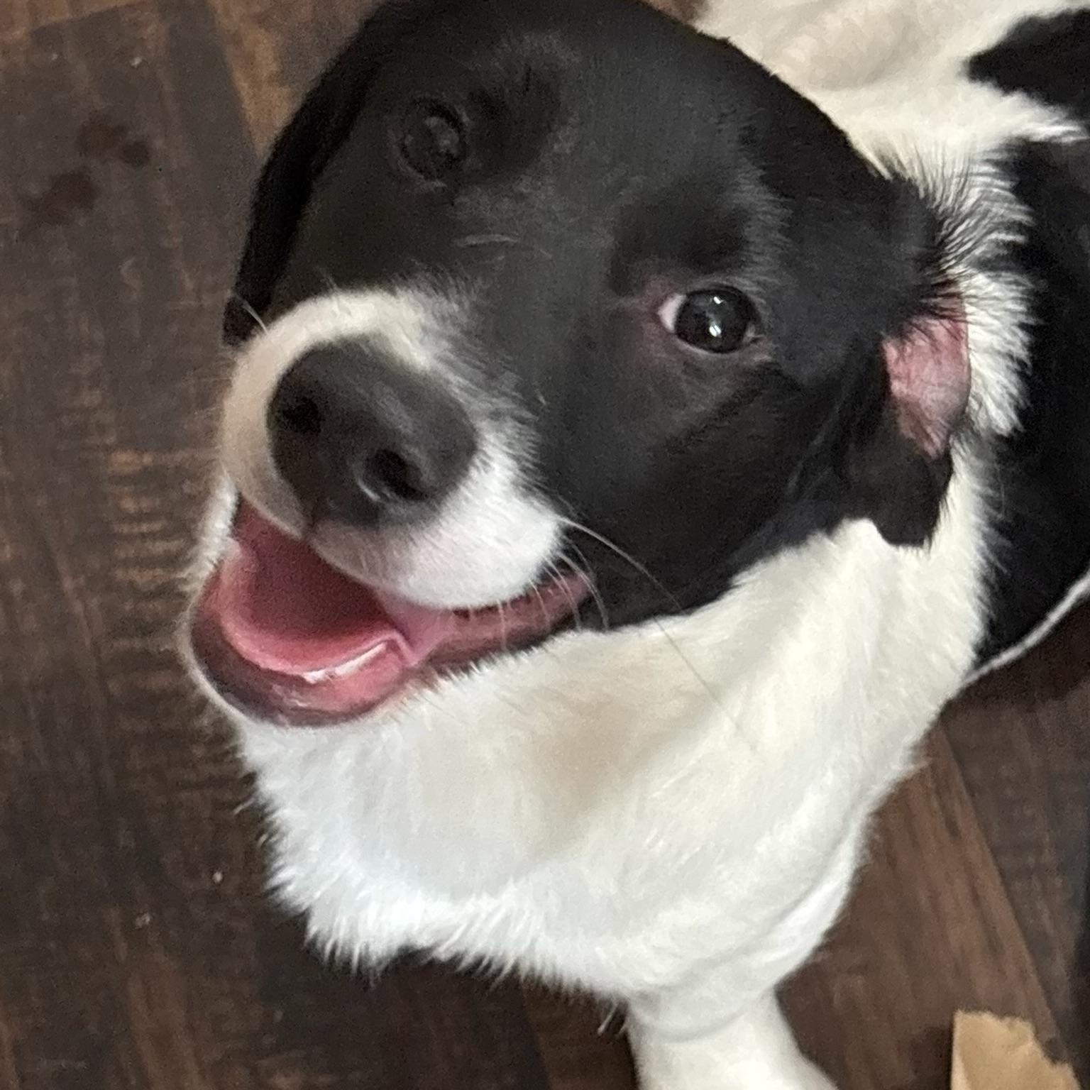 Enlarge Smiley, a ADOPTABLE mixed breed in Garland, TX image 2/3