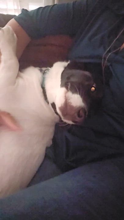 Enlarge Smiley, a ADOPTABLE mixed breed in Garland, TX video 5/6