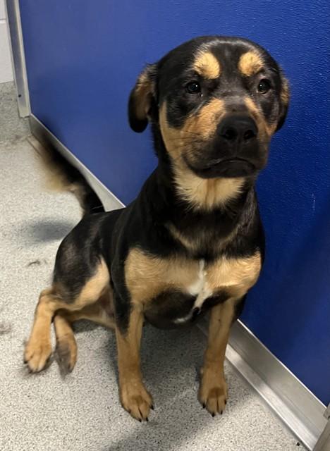 Enlarge ADAK, a Adoptable mixed breed in Bloomington, IL image 1/1