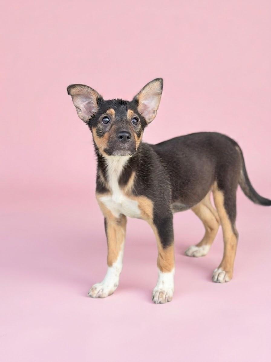 Enlarge Flower, a ADOPTABLE mixed breed in Palm springs, FL image 1/1