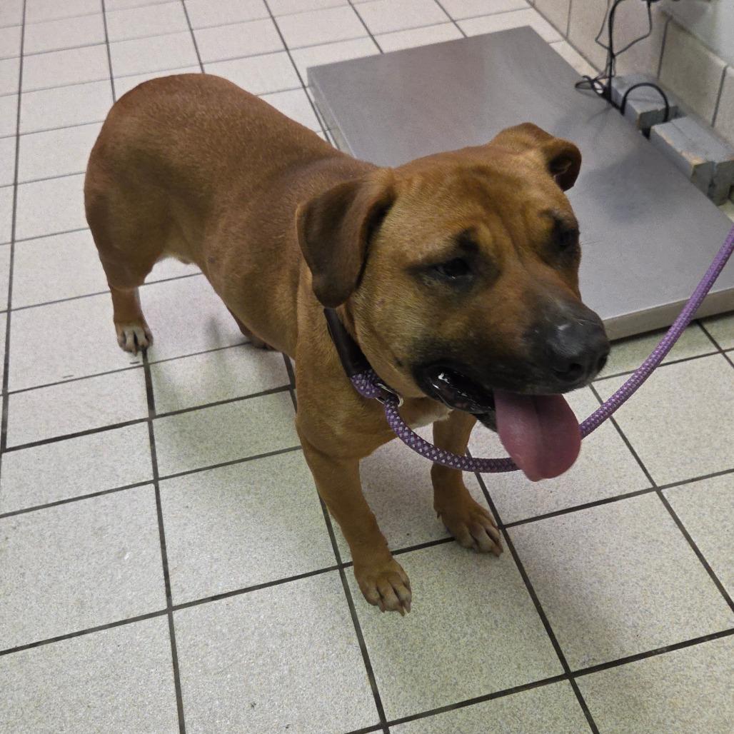 Enlarge Puff, a Adoptable Mixed Breed in Charleston, WV image 1/1